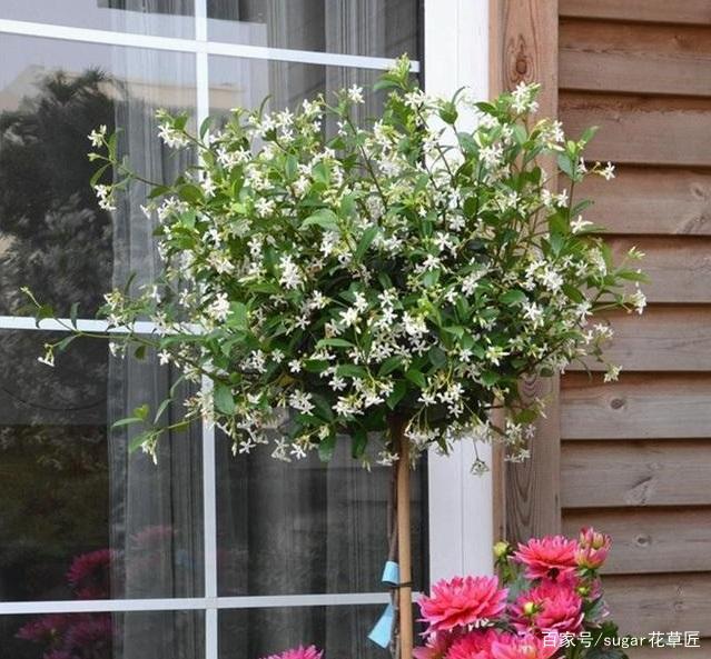 平安树浇水的正确方法