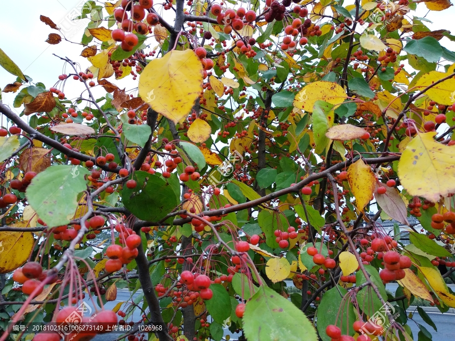 曼珠沙华种植方法:揭开神秘花卉的培育秘诀